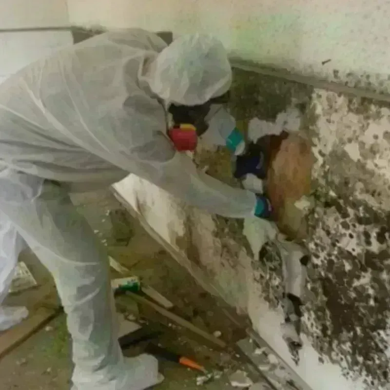 Best Mold Remediation and Removal Service in New Hyde Park, NY